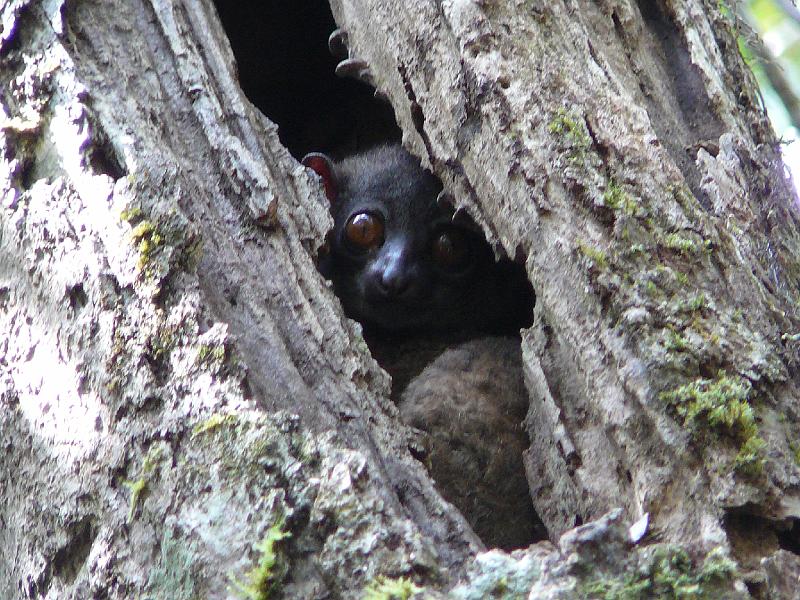 310 Small Toothed Sportif Lemur